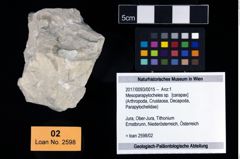 Foto (Objekt + Etikett) von Mesoparapylocheles sp.  (NHMW-GEO-2017-0093-0015)
